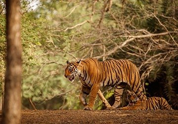 Golden Triangle Tour With Ranthambore